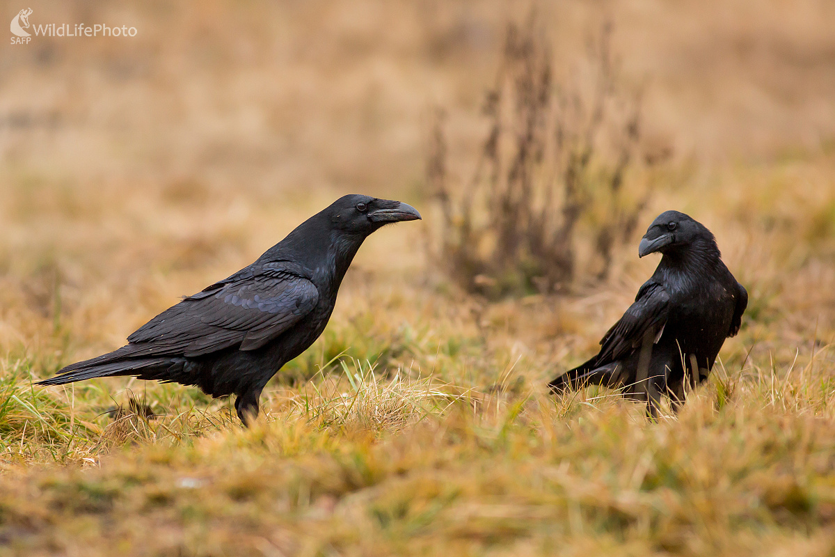 Dvaja (Ladislav Dzivjak)