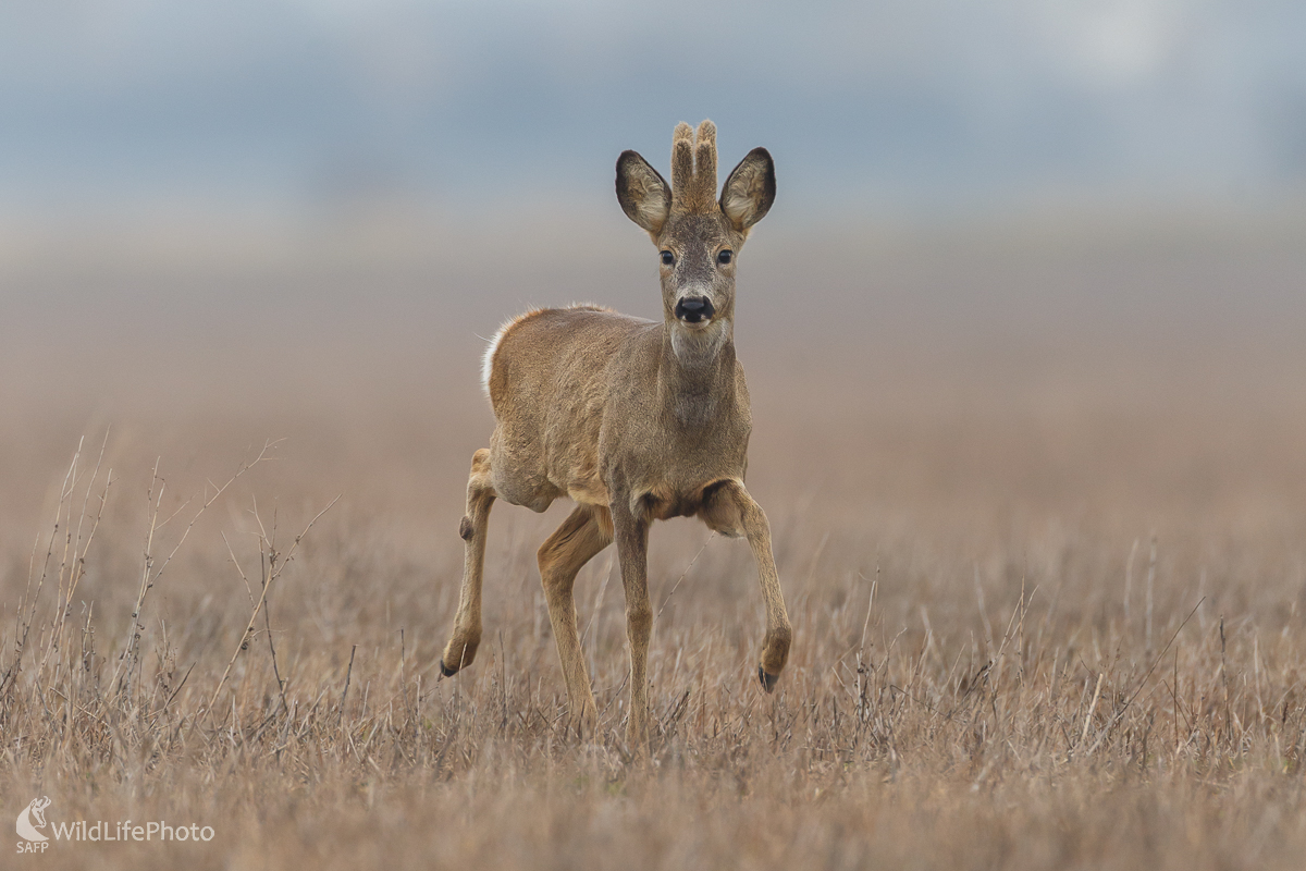 Srnec lesný (Capreolus capreolus) (Jaroslav Praženka)
