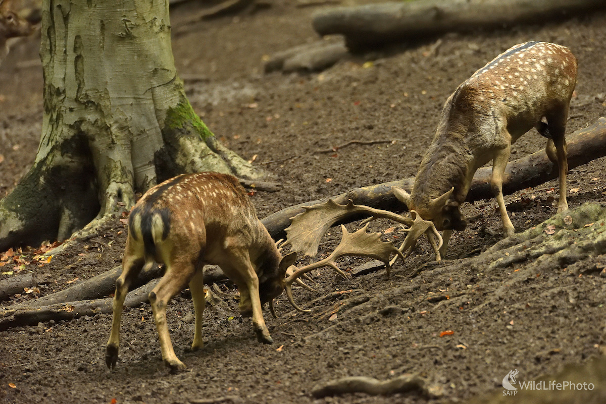 Na rujovisku (Vladimír Sabo)