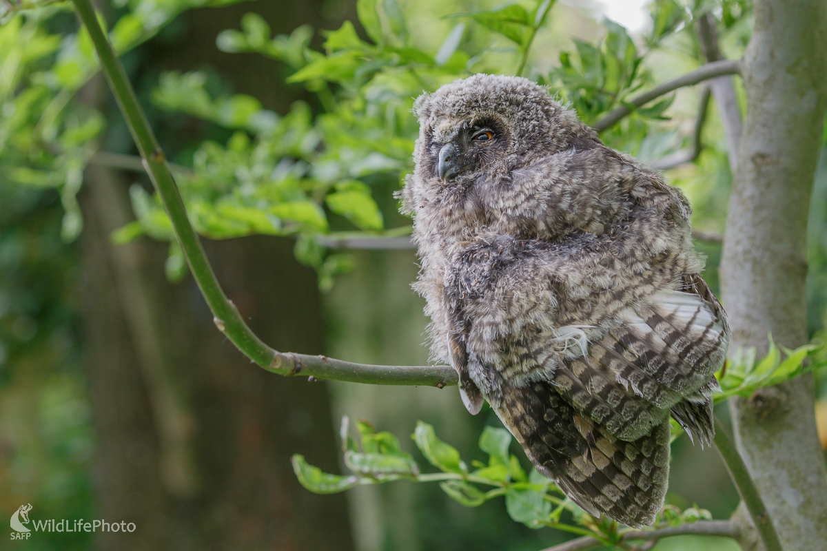 myšiarka ušatá (Asio otus) (Jaroslav Praženka)