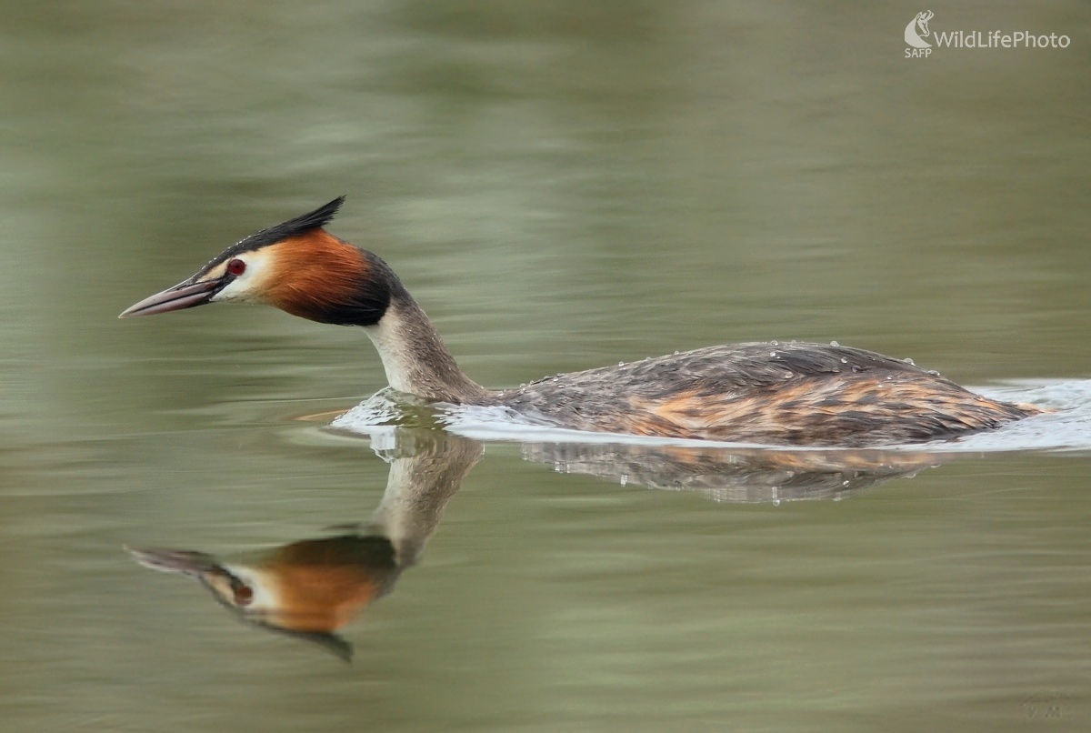 Potápka (Vladimír Michalec)