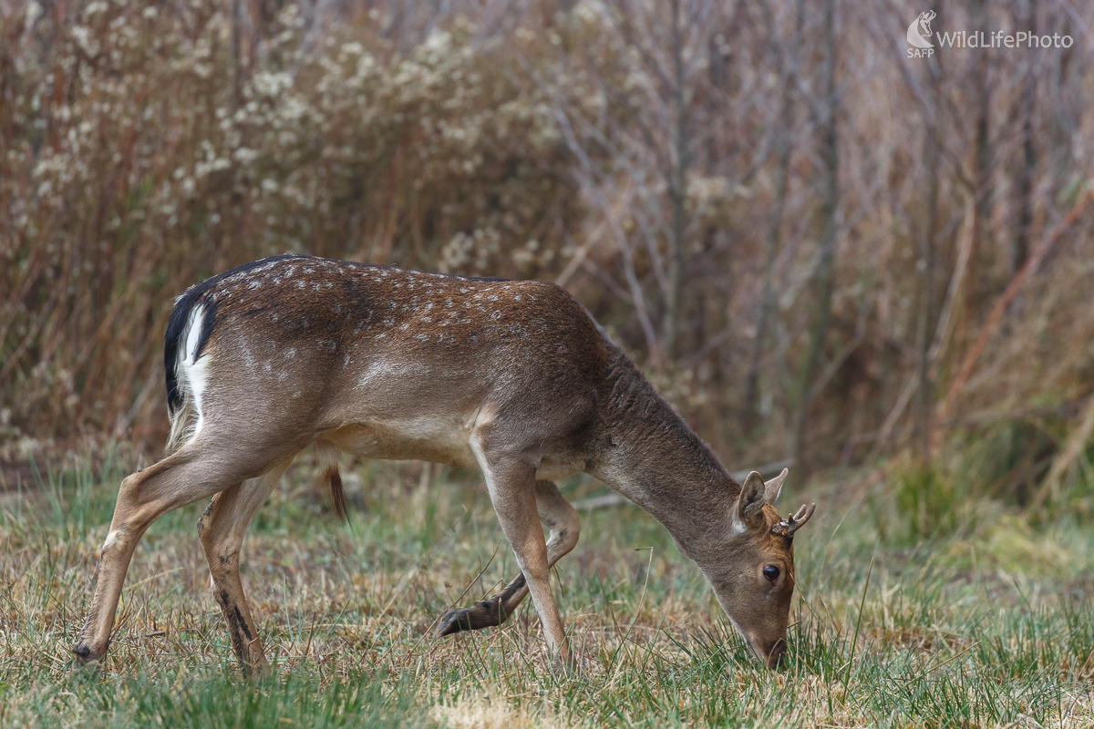 Daniel škvrnitý (Dama dama) (Jaroslav Praženka)