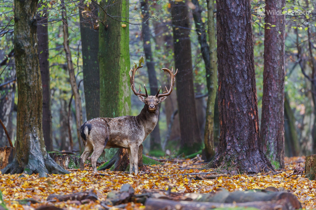 Daniel škvrnitý (Dama dama) (Jaroslav Praženka)