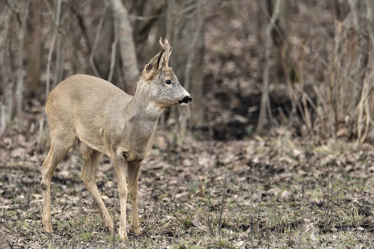 V strehu... (Vladimír Sabo)