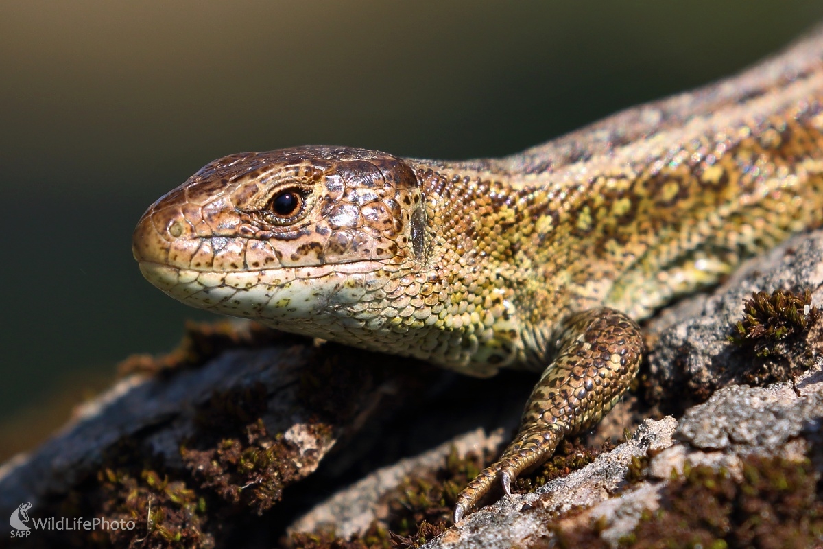 Pohľad plaza (Vladimír Michalec)