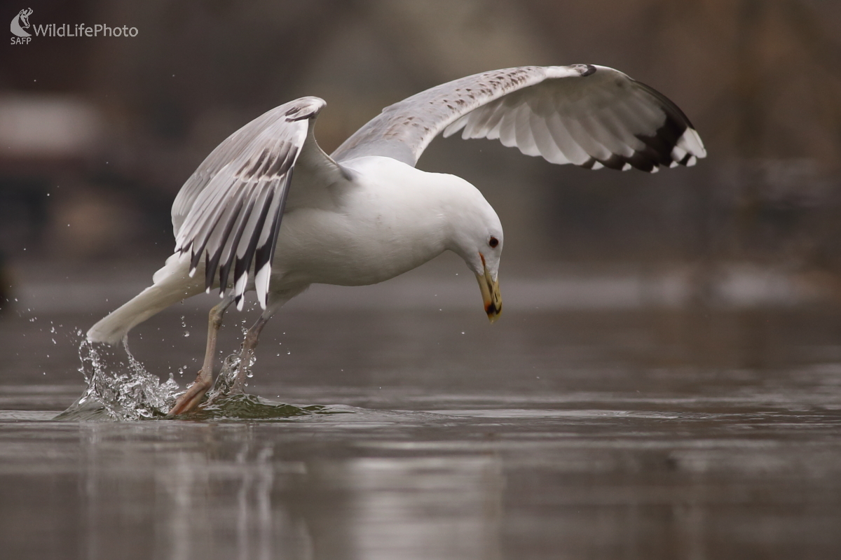 Čajka na love (Jaroslav Šubjak)