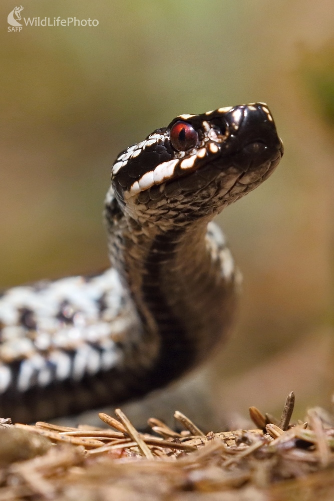Nebezpečný pohľad (Vladimír Michalec)