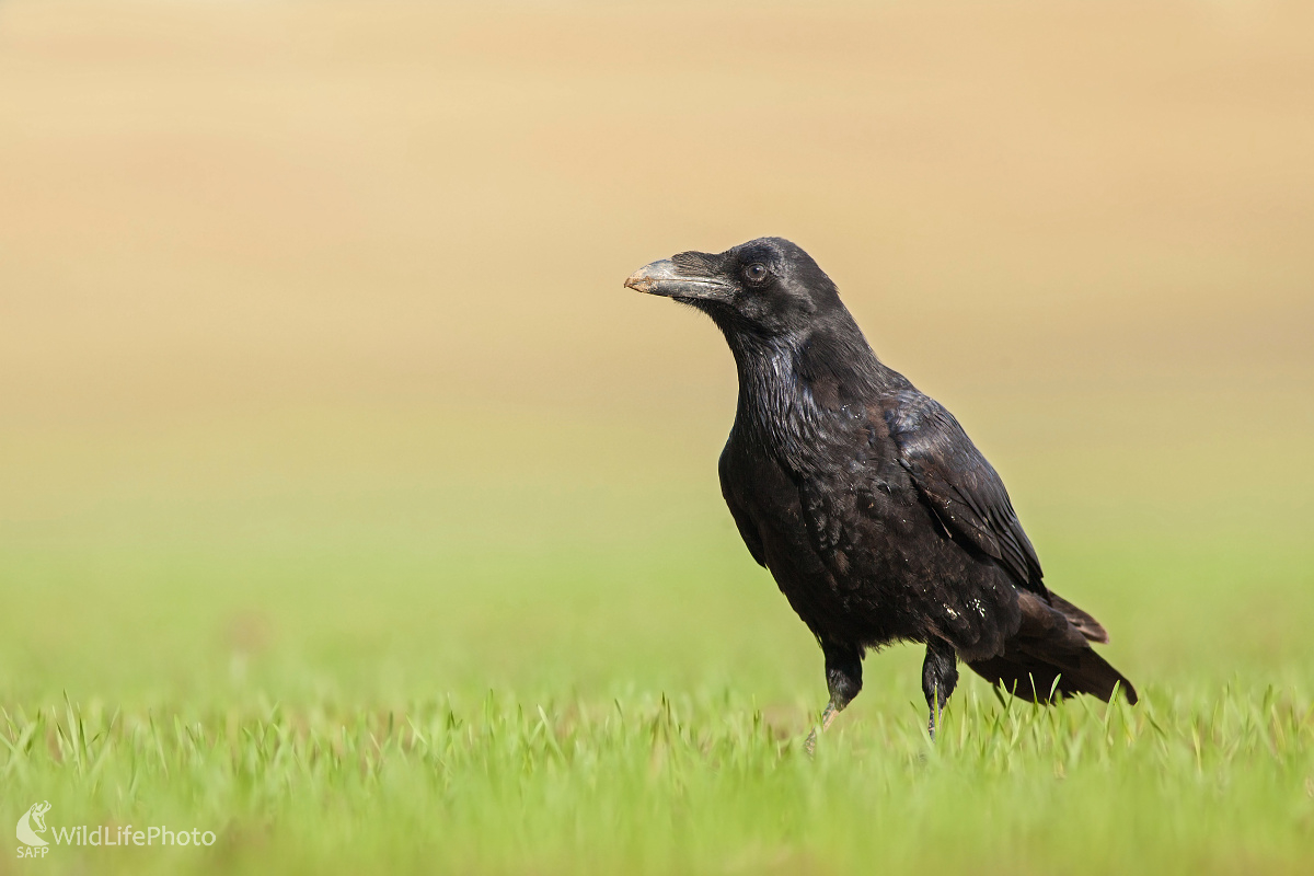 Krkavec čierny (Michal Lutonský)