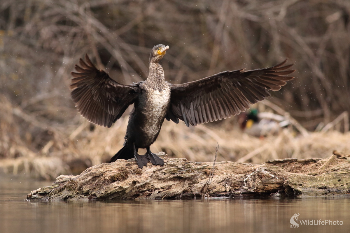 Dirigent (Jaroslav Šubjak)