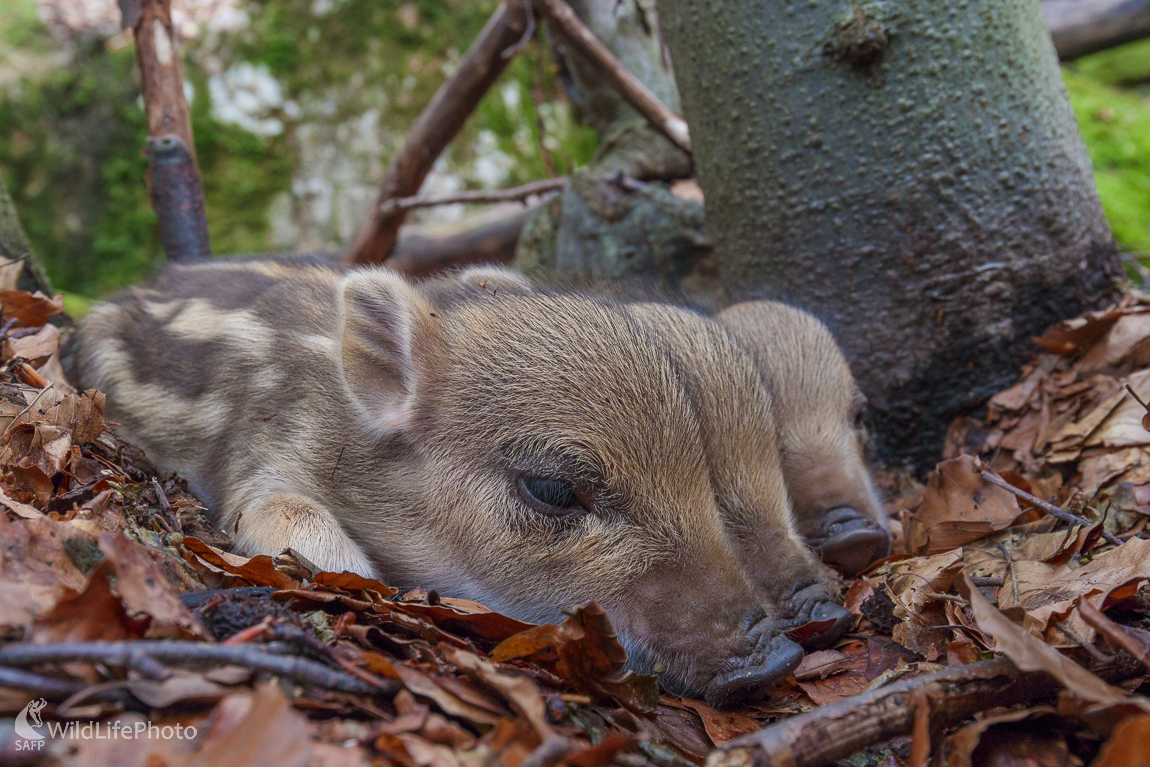Diviak lesný (Sus scrofa) (Jaroslav Praženka)