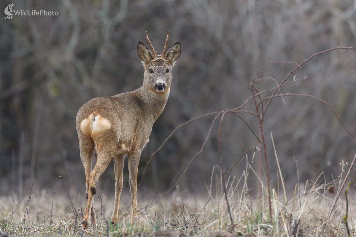 Srnec lesný (Capreolus capreolus) (Jaroslav Praženka)