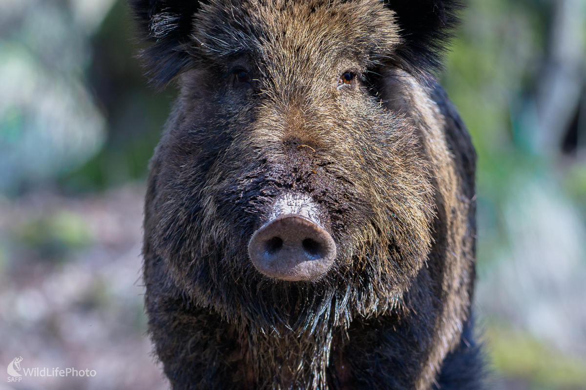 Diviak lesný (Sus scrofa) (Jaroslav Praženka)