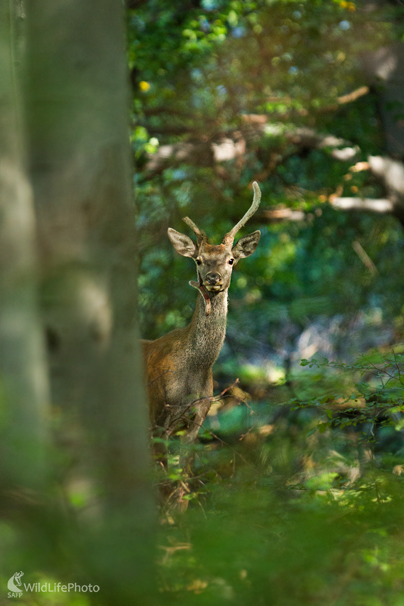 So zlomeným parohom  (Erik Vondra)