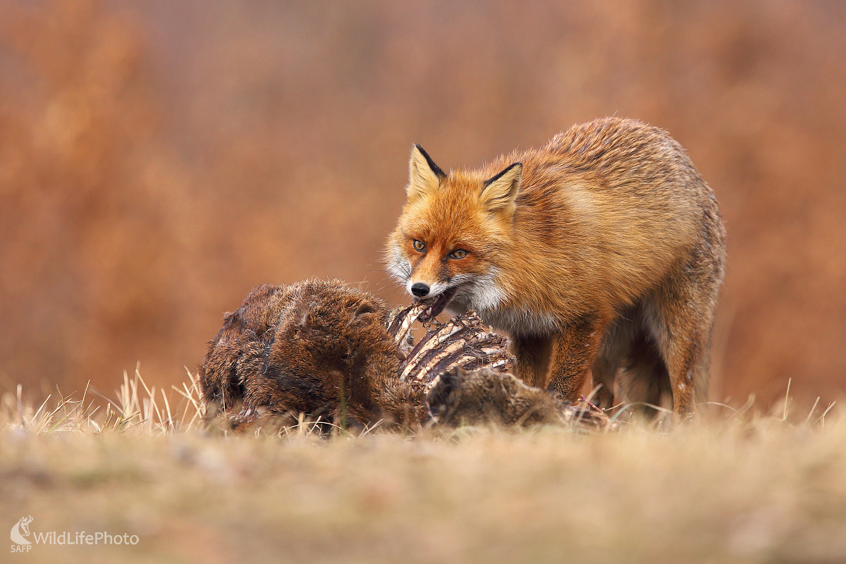 Likvidátor ... (Marián Jamrich)