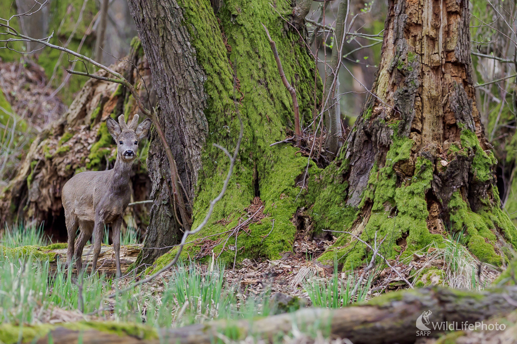 Srnec lesný (Capreolus capreolus) (Jaroslav Praženka)