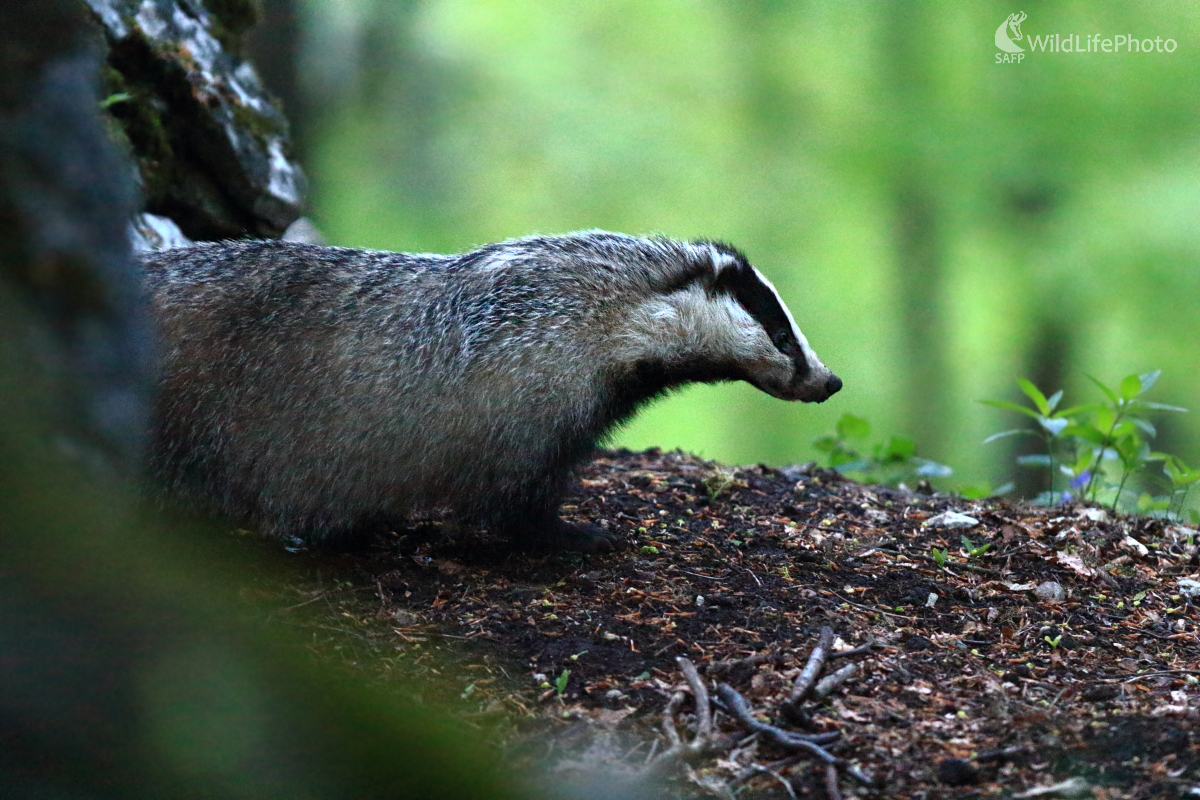 Pred jazvečím brlohom  (Erik Vondra)