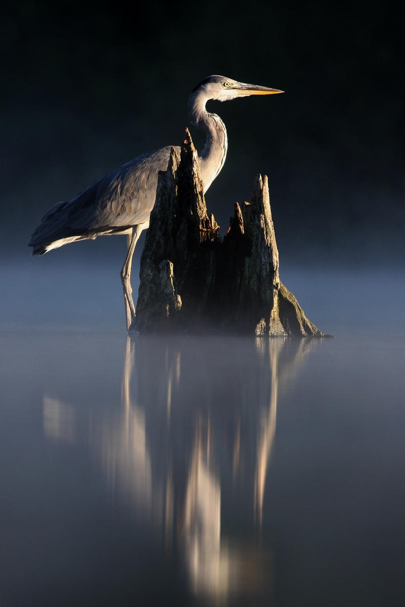 Volavka popolavá (Ardea cinerea) (Martin Šabík)