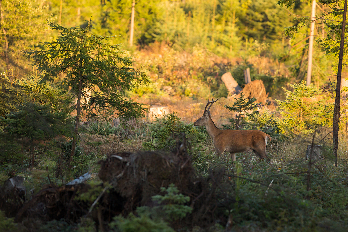 Na hrane svetla (Lukáš Andreides)
