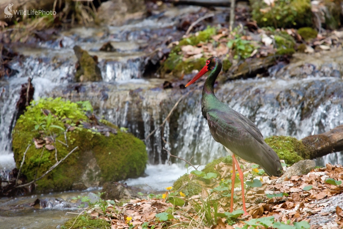 Život pri horskej bystrine (František Hromada)