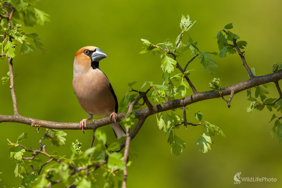 Obklopený zelenou (Michal Lutonský)