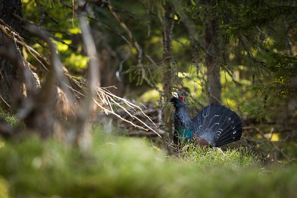 Na borovnáku (Lukáš Andreides)