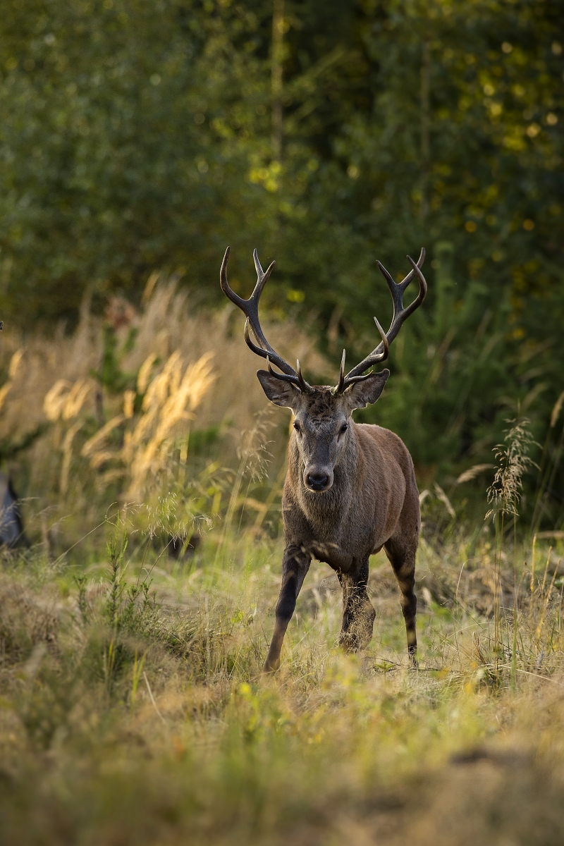 Jelen lesný (Lukáš Andreides)