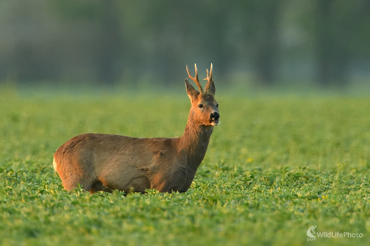 Na rannej paši (Vladimír Sabo)