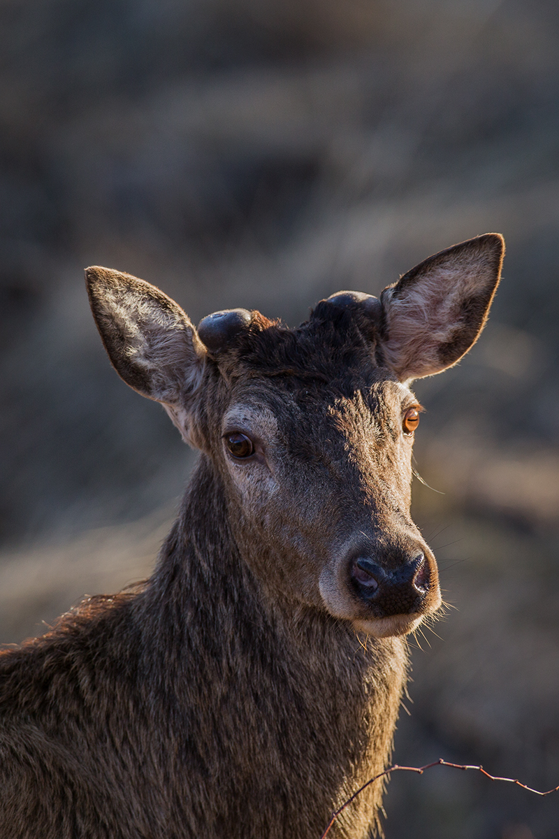 Král bez koruny (Lukáš Andreides)
