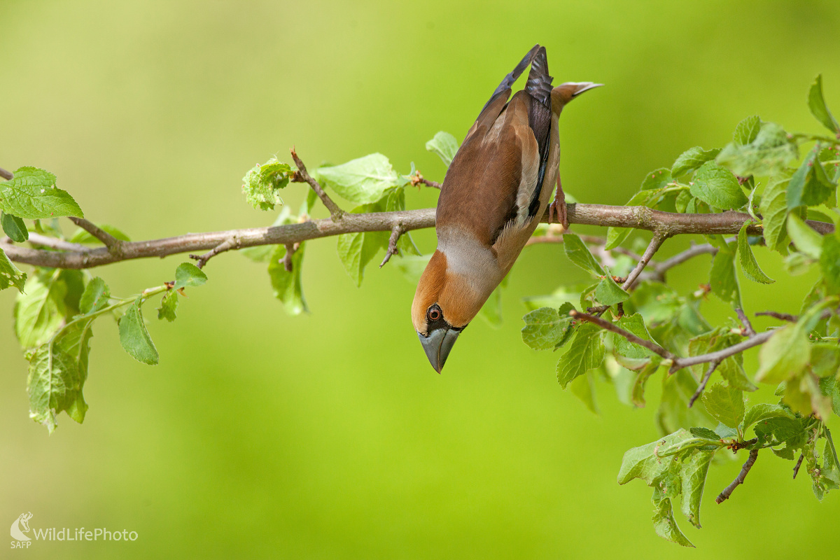 Netopier (Michal Lutonský)