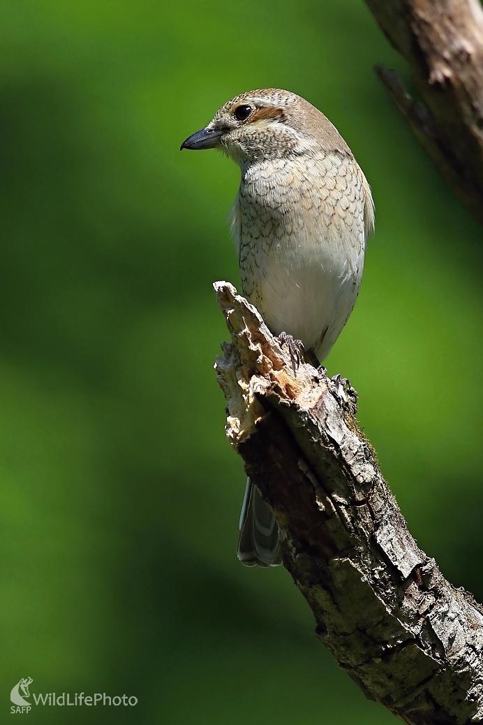 Strakošica (Maroš Detko)
