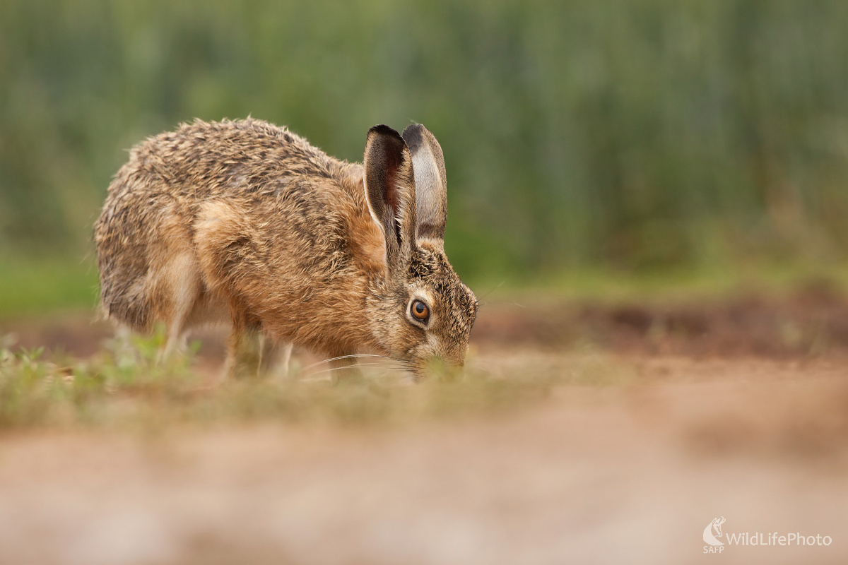 Zajac poľný (Michal Lutonský)