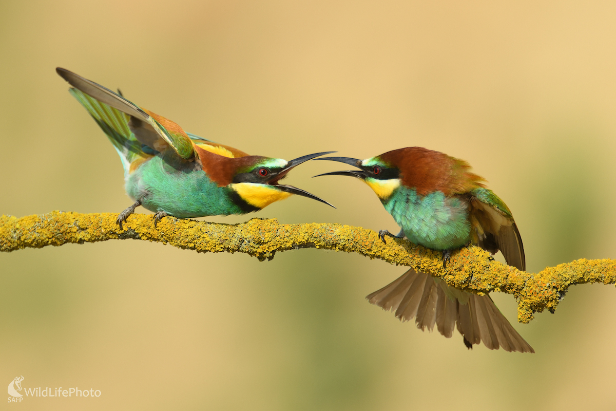 Škriepky... (Vladimír Sabo)