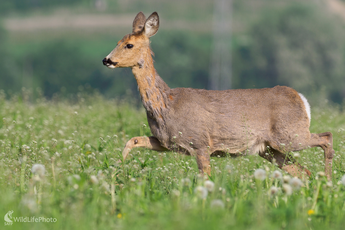 Srnec lesný (Capreolus capreolus) (Jaroslav Praženka)