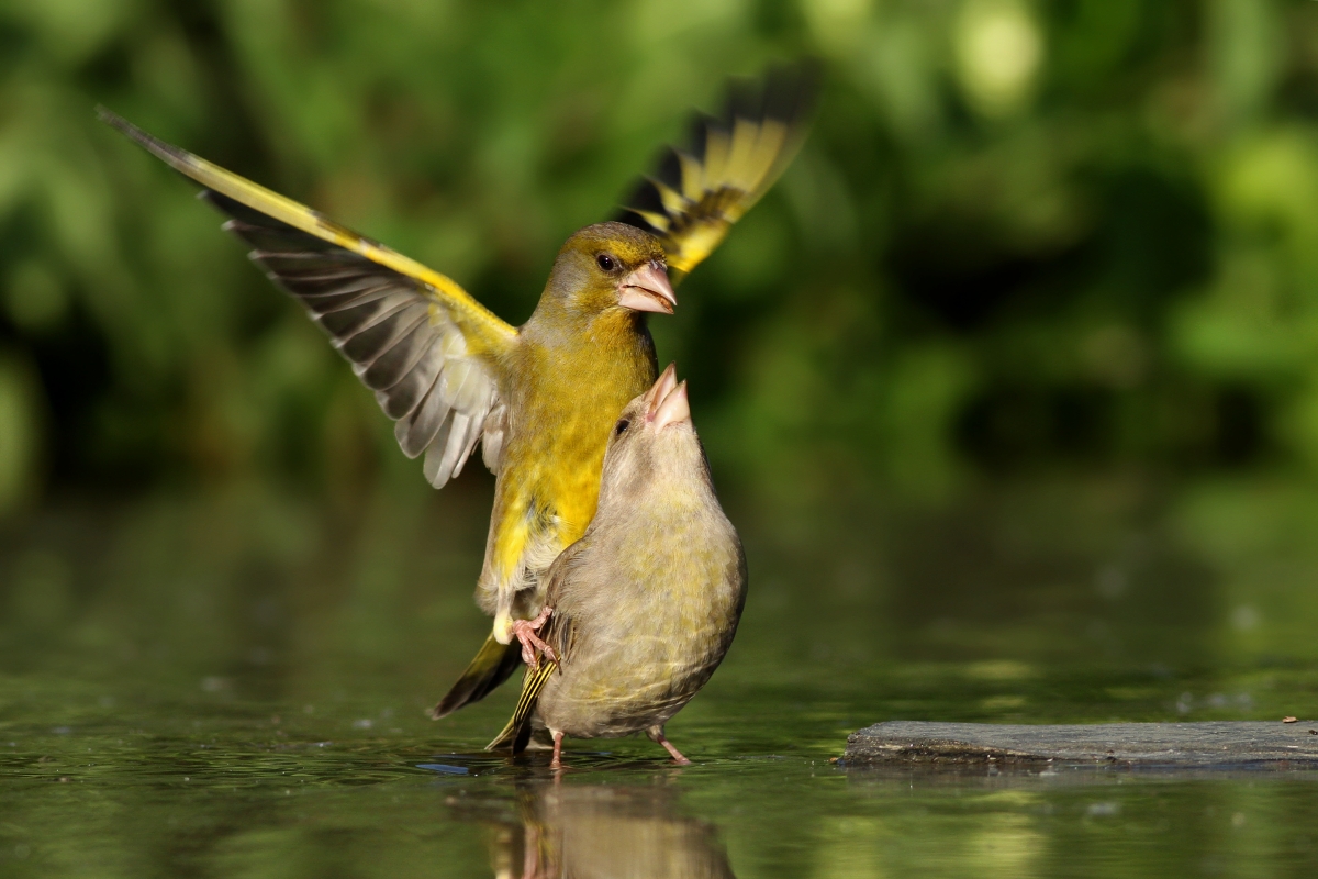 Stehlík zelený (Carduelis chloris) (Martin Šabík)