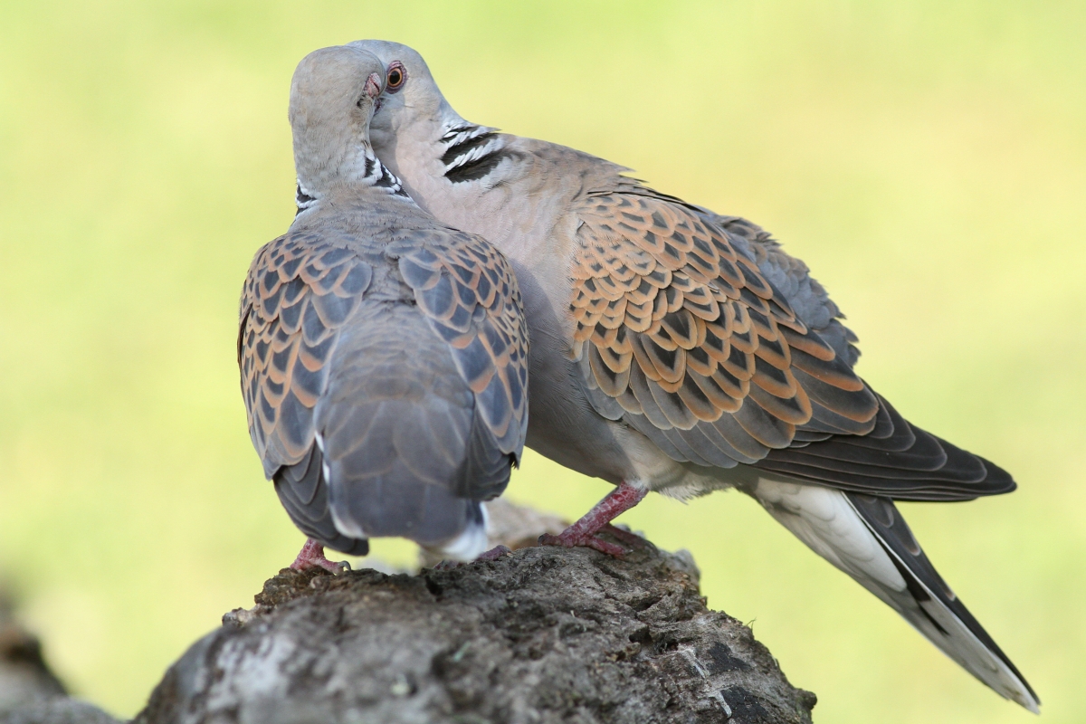 Hrdlička poľná (Streptopelia turtur) (Martin Šabík)