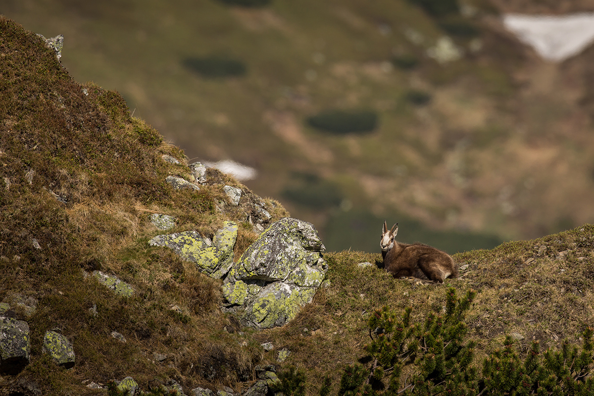Kamzík (Lukáš Andreides)
