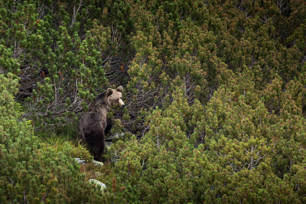 Kosovkový macko (Lukáš Andreides)