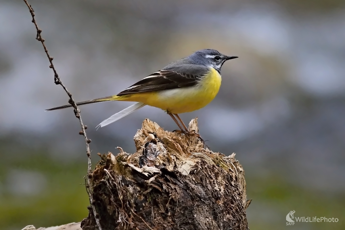 Trasochvost horský (Maroš Detko)