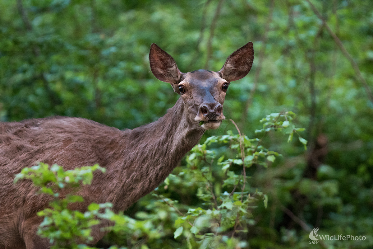 Zvedavá jelenica (Martin Vondra)