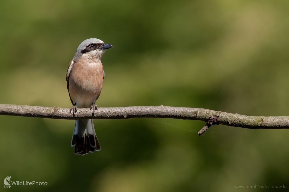 Strakoš červenochrbtý ( Lanius collurio ) (Michal Lutonský)