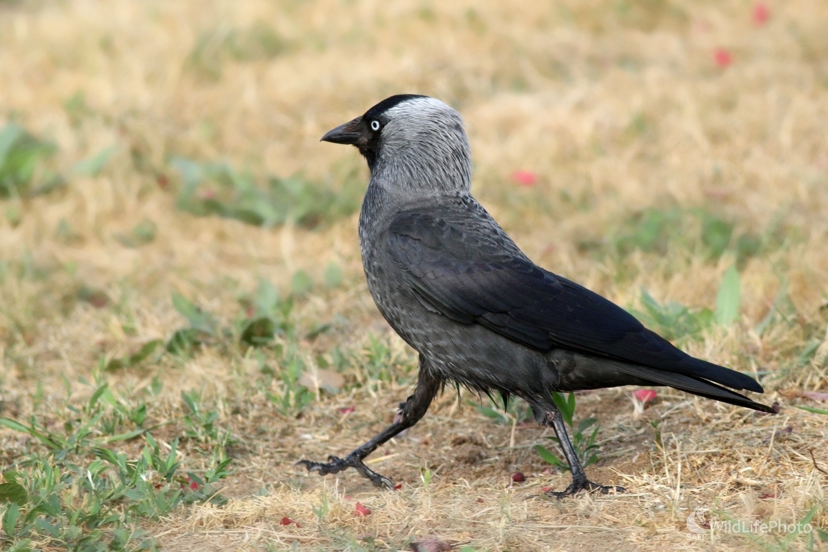 Kavka tmavá (Coloeus monedula alebo Corvus monedula) (Martin Šabík)