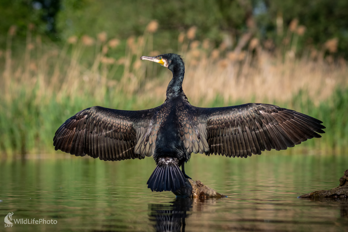 Čierny ritier (Edmund Lelkes)