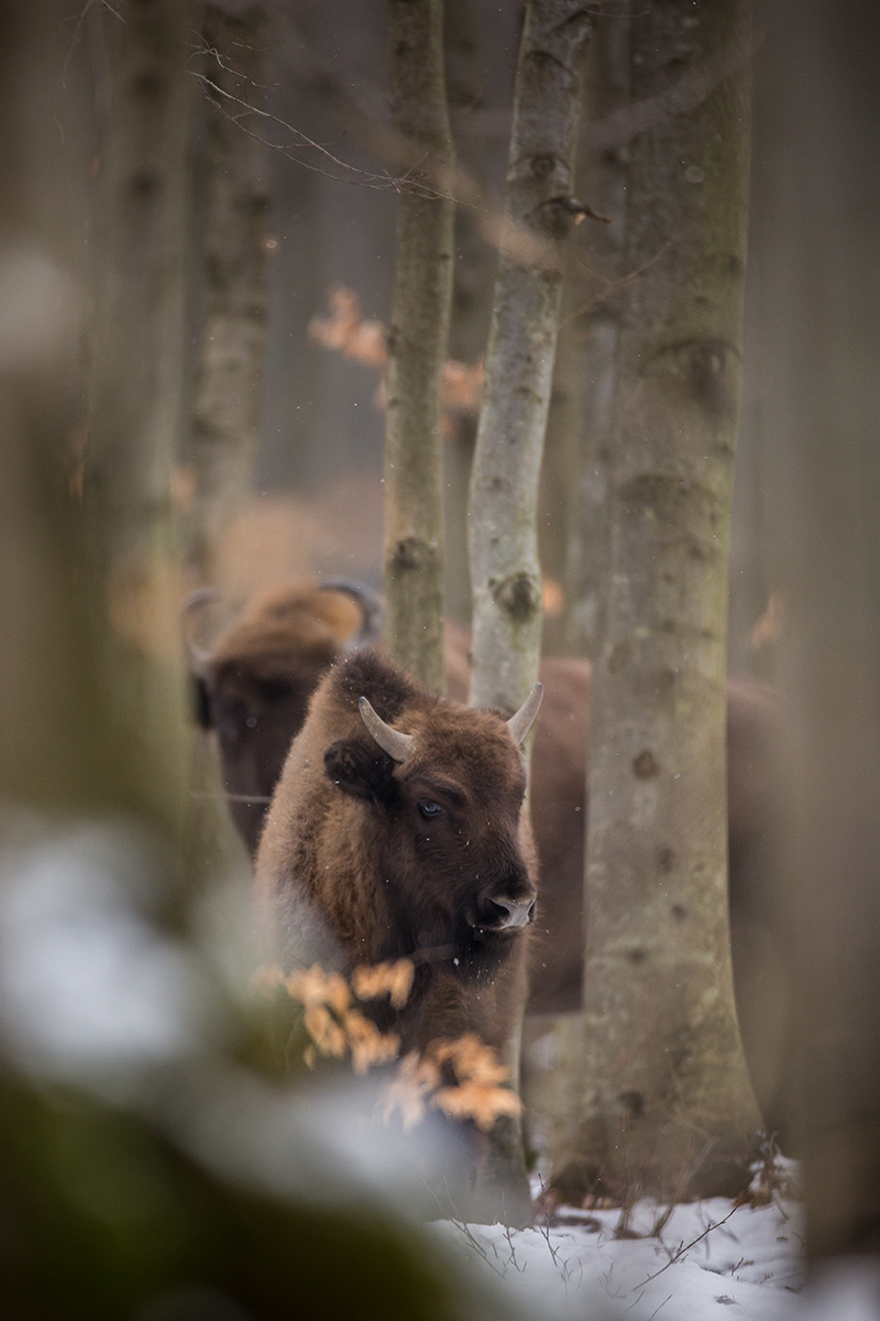 V bučine (Lukáš Andreides)