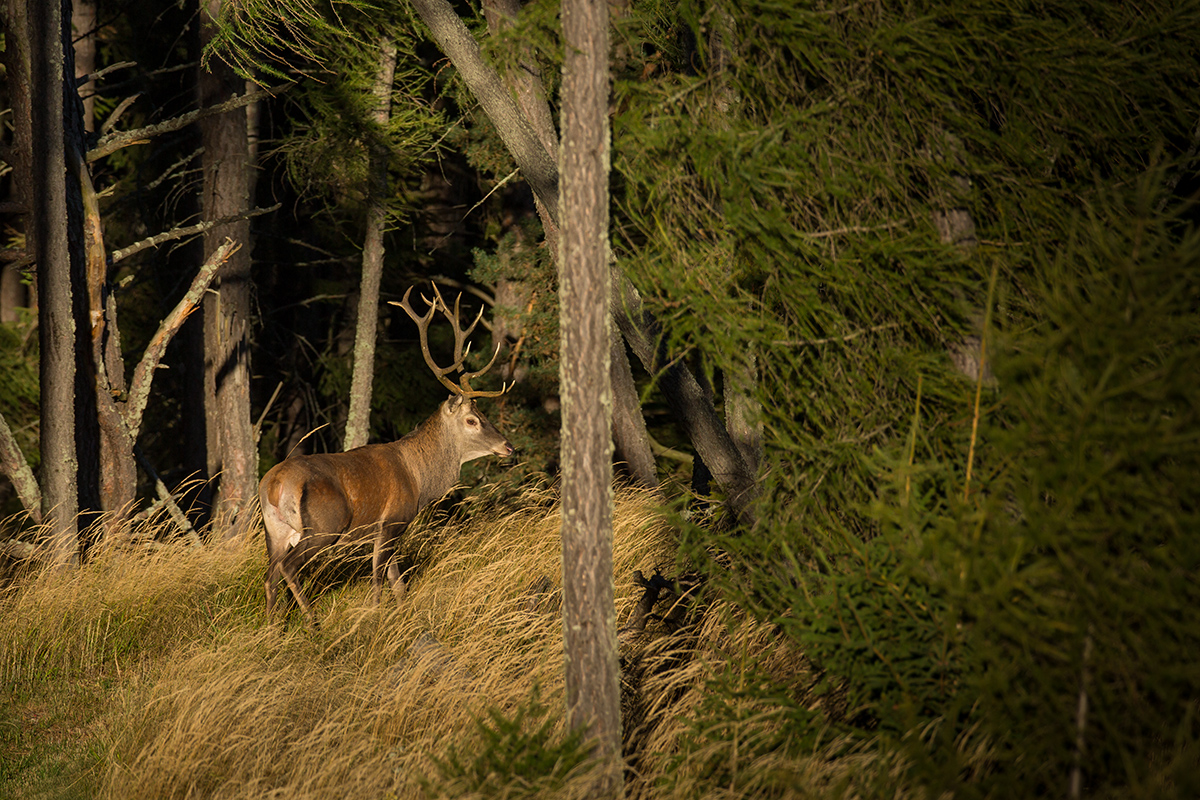 Hrebeňovým chodníkom (Lukáš Andreides)