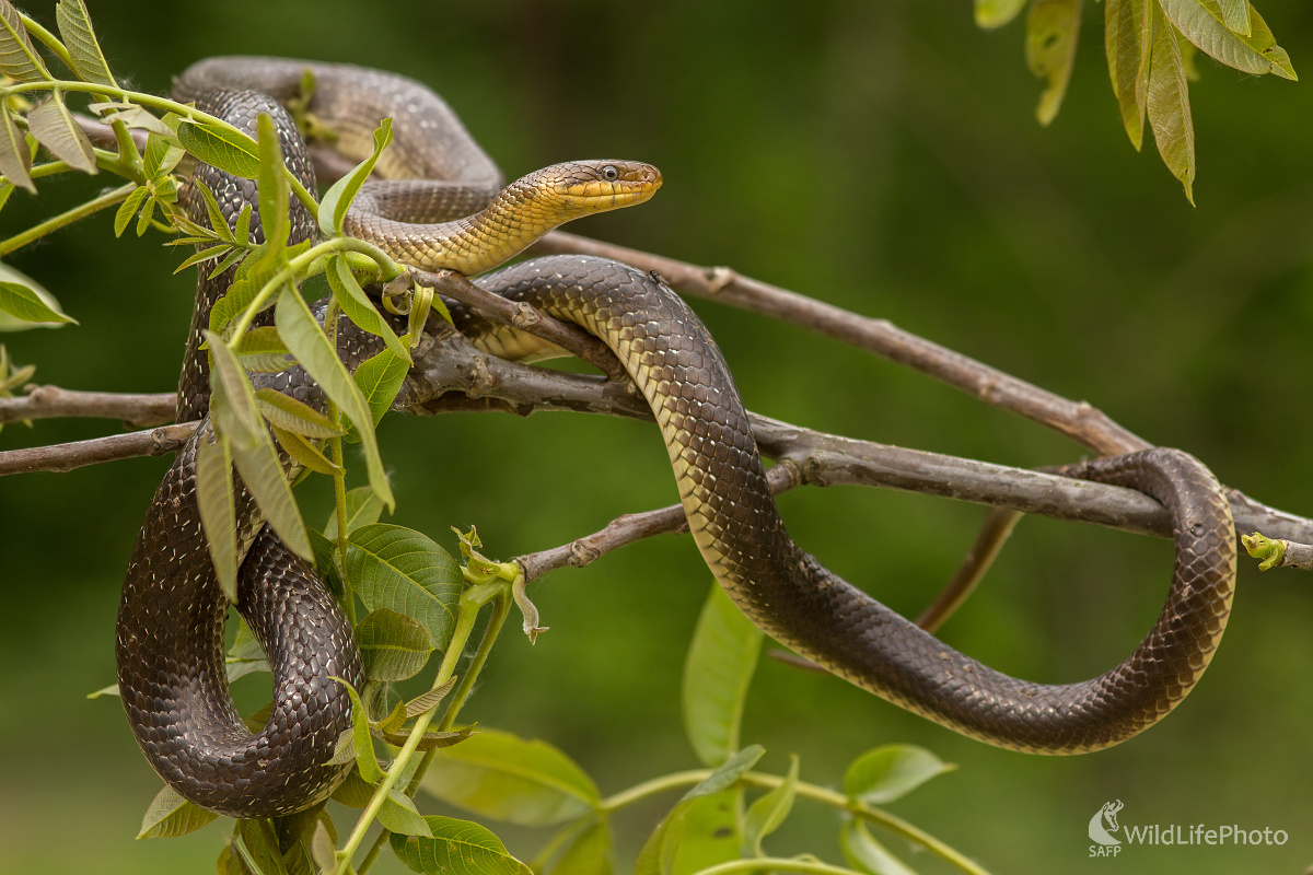 Užovka stromová – Zamenis longissimus (Michal Lutonský)