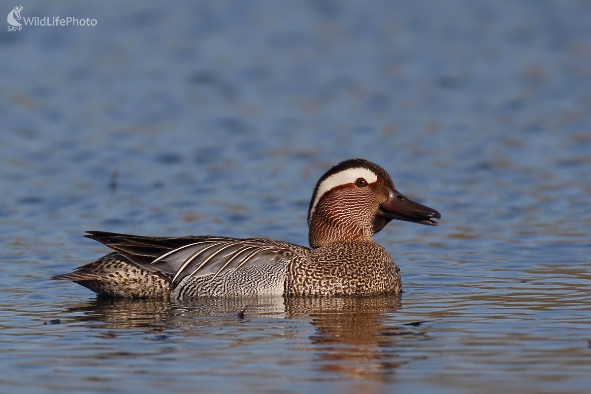 Kačica chrapačka (Vladimír Michalec)