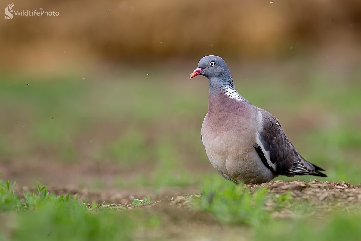 Holub (Ľubomír Ondráško)