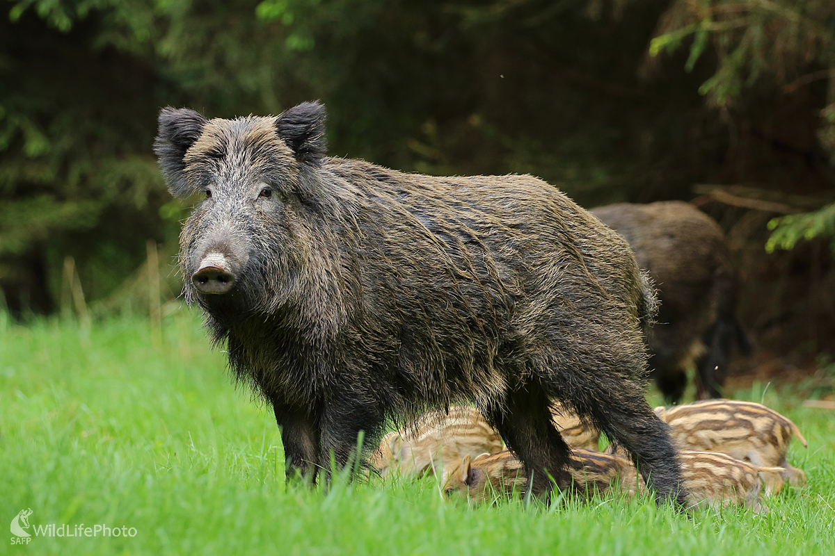 diviačia rodinka (Peter Jurík)