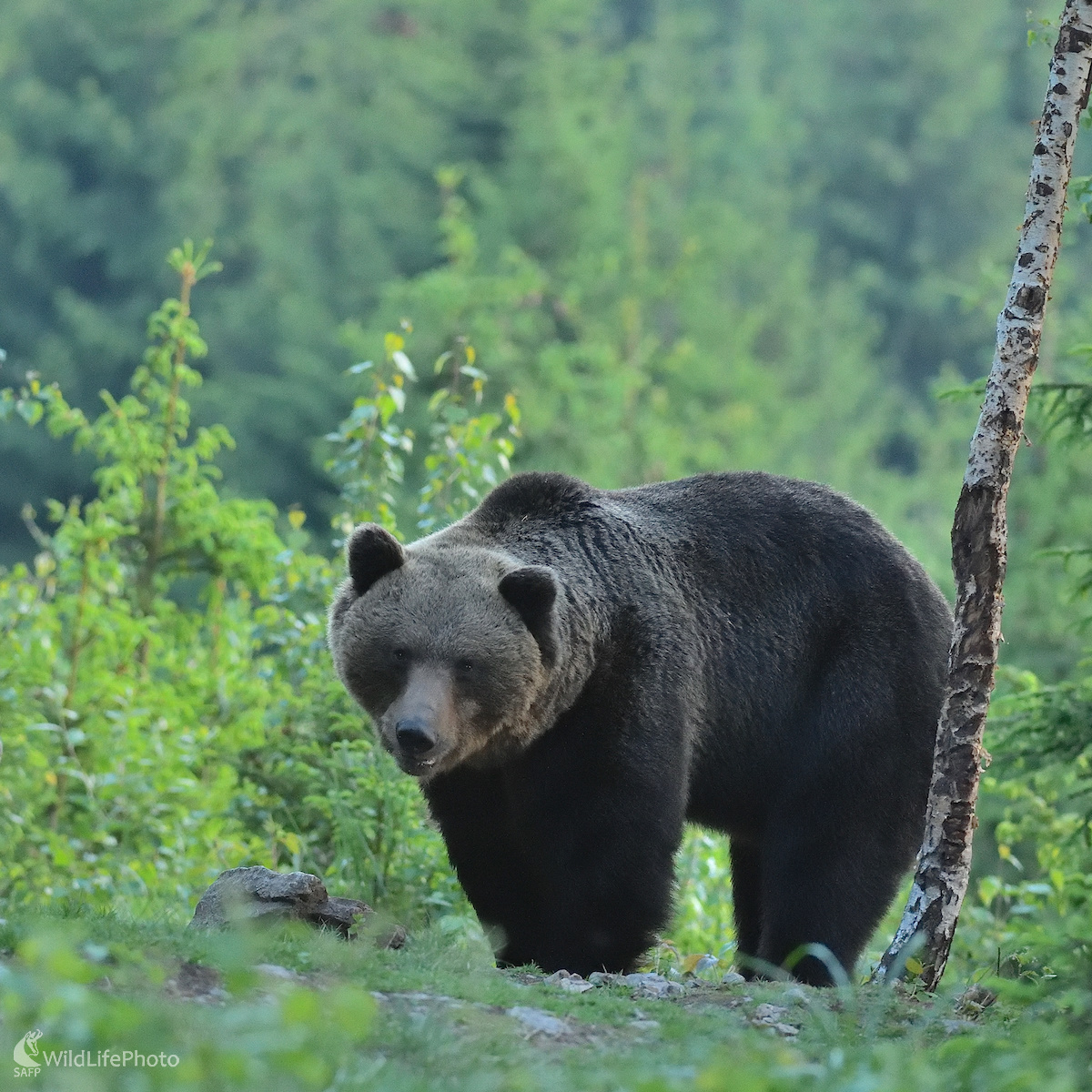Statný samec (Vladimír Sabo)