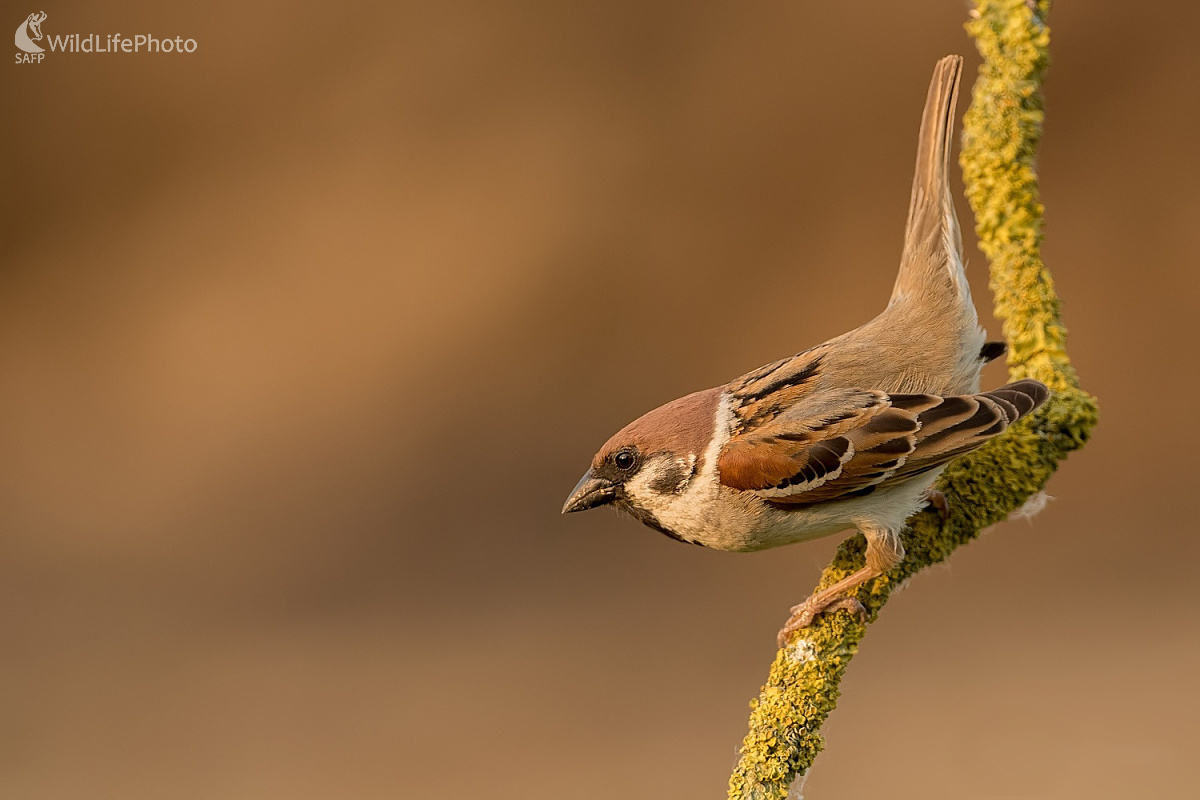 Vrabček (Ľubomír Ondráško)